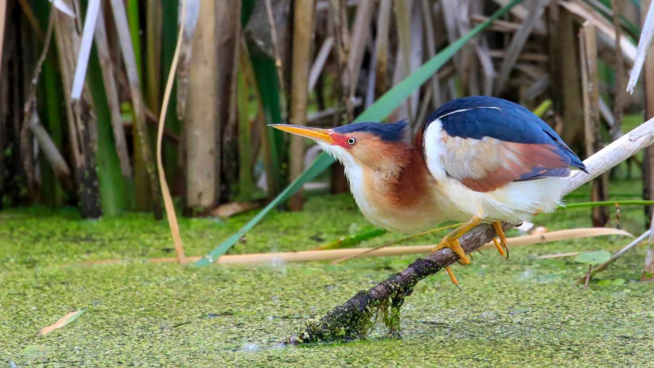 blongios_northvolt_sondage