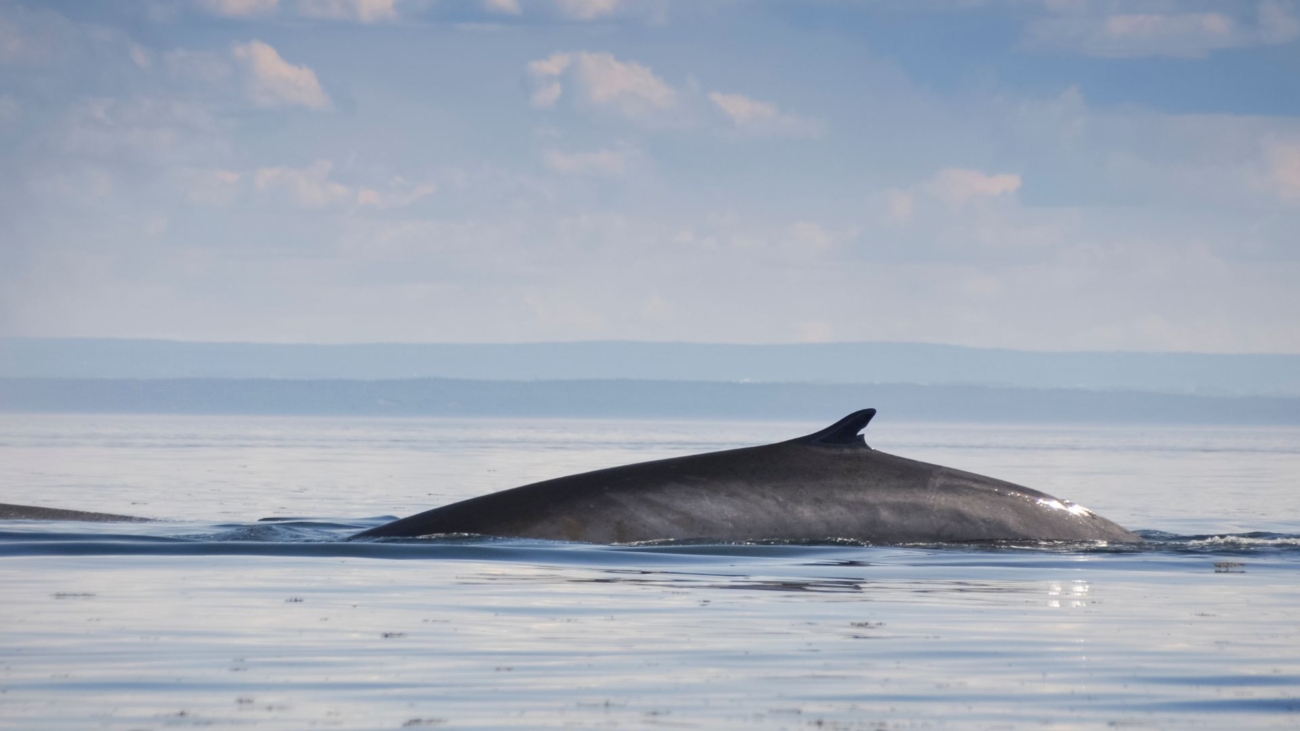 commentaires-st-laurent_aeic