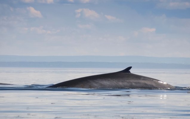 commentaires-st-laurent_aeic